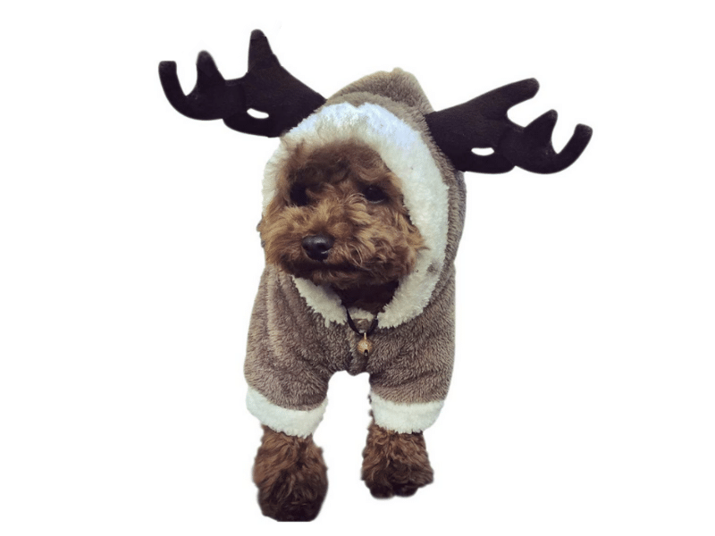 Cute Christmas Outfits for Dogs