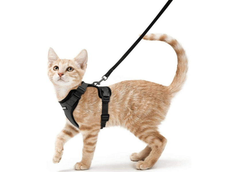 Rabbitgoo Cat Harness and Leash