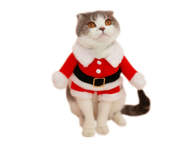 Adorable Christmas Outfits for Cats