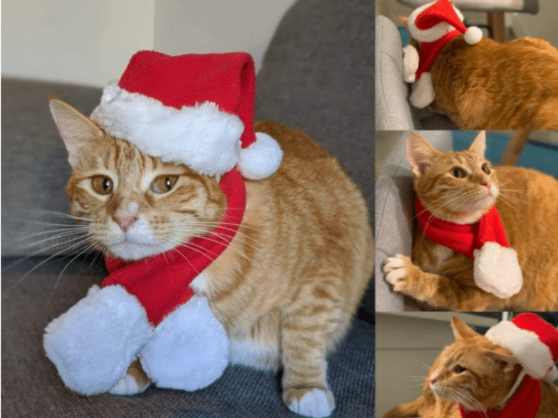Adorable Christmas Outfits for Cats
