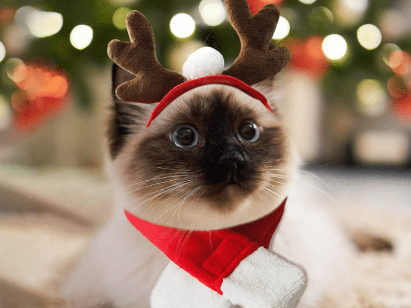 PETLESO Christmas Antler Reindeer Hat
