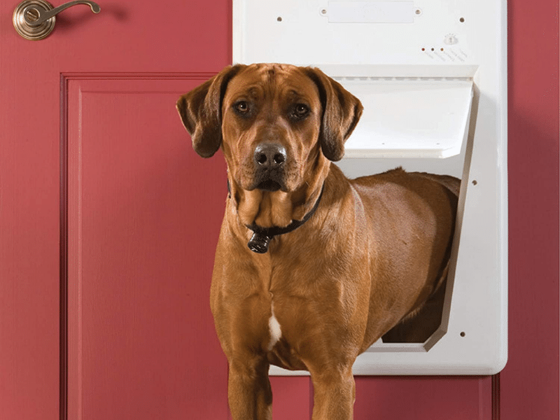 Smart Home Tech for Pets