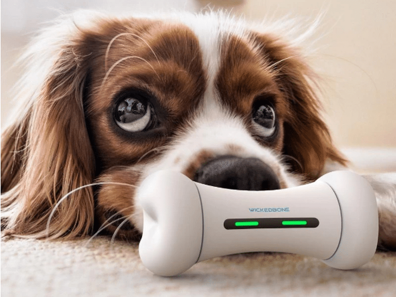 Smart Home Tech for Pets