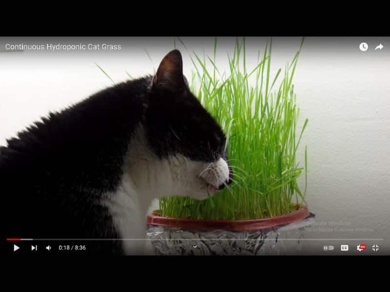 Show Your Cat Some Love: Purrfectly Clever Cat Hacks