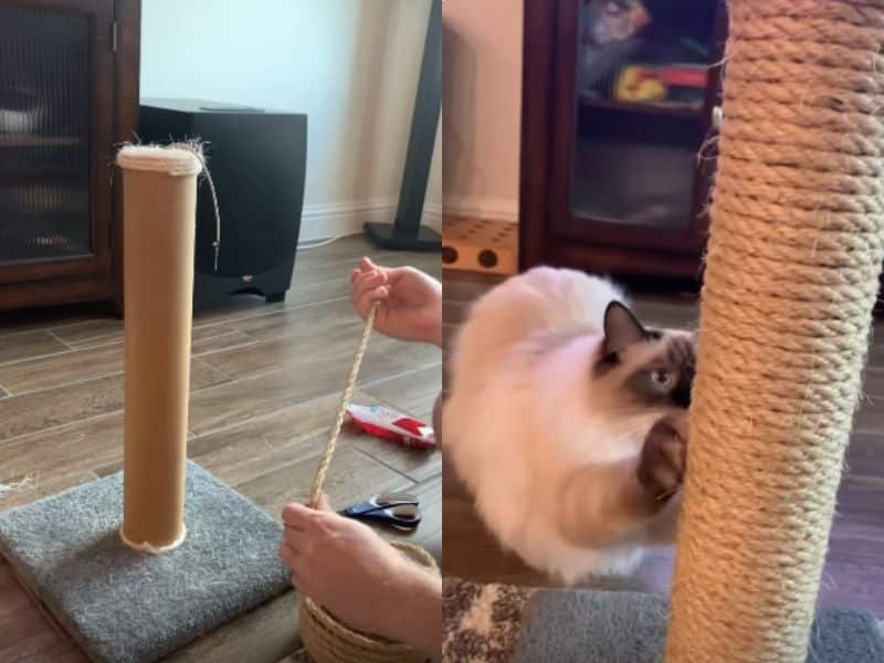 Show Your Cat Some Love: Purrfectly Clever Cat Hacks